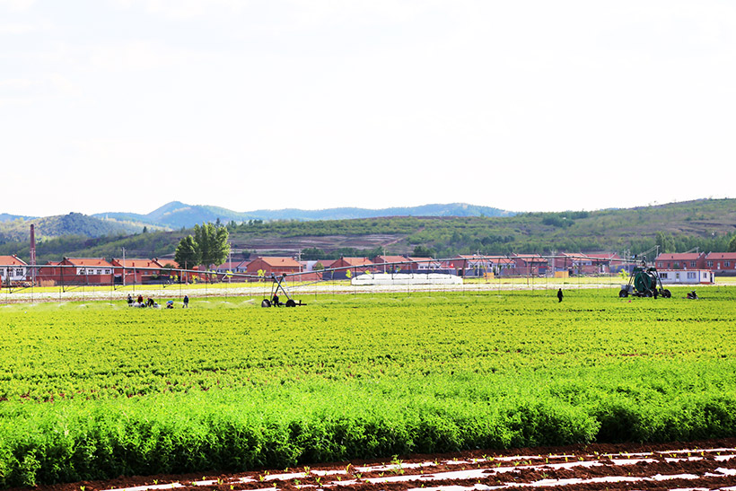 藥材基地